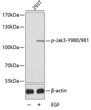 Anti-Phospho-Jak3-Y980/981 antibody produced in rabbit