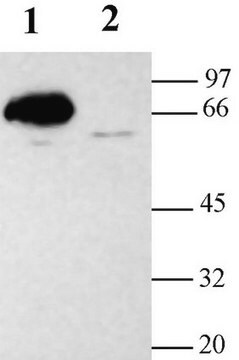 Anti-Potassium Channel Kv4.2 Antibody Chemicon&#174;, from rabbit