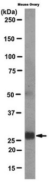 Anticorpo anti-proteina 6 indotta dal TNF-alfa /TSG-6, clone NG3 clone NG3, from mouse