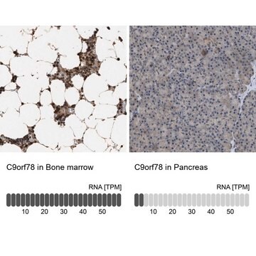 Anti-C9orf78 antibody produced in rabbit Prestige Antibodies&#174; Powered by Atlas Antibodies, affinity isolated antibody, buffered aqueous glycerol solution, Ab1