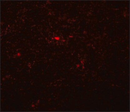 Anti-NAT11 antibody produced in rabbit affinity isolated antibody, buffered aqueous solution