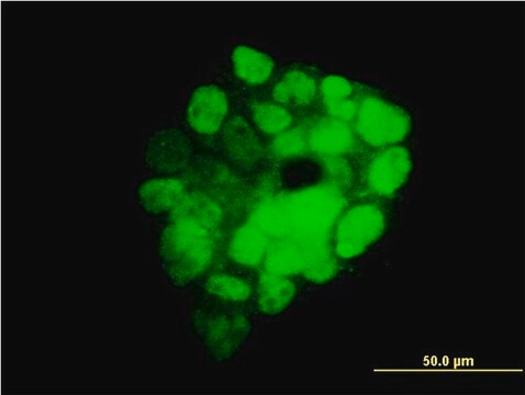 Monoclonal Anti-ITGB3BP antibody produced in mouse clone 3F6, purified immunoglobulin, buffered aqueous solution