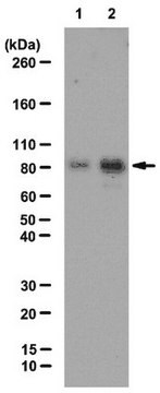 Anticuerpo anti-acetil cortactina from rabbit, purified by affinity chromatography