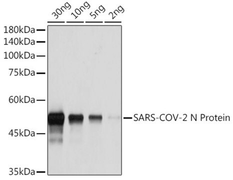 Anti-SARS-CoV-2 N Protein ,BSA and glycerol freeAntibody, clone 4Z6T2, Rabbit Monoclonal