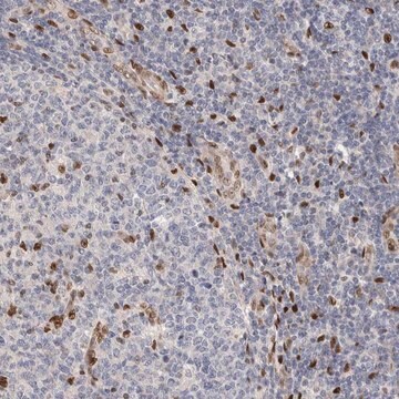 Anti-NSMAF antibody produced in rabbit Prestige Antibodies&#174; Powered by Atlas Antibodies, affinity isolated antibody, buffered aqueous glycerol solution, Ab2