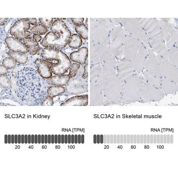 抗SLC3A2抗体 ウサギ宿主抗体 Prestige Antibodies&#174; Powered by Atlas Antibodies, affinity isolated antibody, buffered aqueous glycerol solution