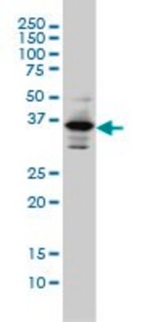 Monoclonal Anti-PITX1 antibody produced in mouse clone 5G4, purified immunoglobulin, buffered aqueous solution