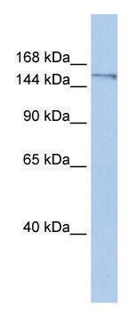 兔抗-POLQ（C端）抗体 affinity isolated antibody