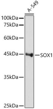 Anti-SOX1 Antibody, clone 9L8Z4, Rabbit Monoclonal