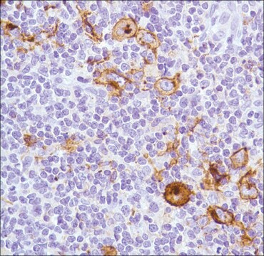 Anti-CD15 antibody, Rabbit monoclonal recombinant, expressed in proprietary host, clone SP159, affinity isolated antibody