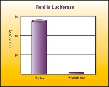 Anticuerpo anti-luciferasa de Renilla, clon 5B11.2 ascites fluid, clone 5B11.2, Chemicon&#174;