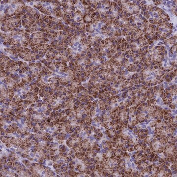 Anti-SLC8B1 antibody produced in rabbit Prestige Antibodies&#174; Powered by Atlas Antibodies, affinity isolated antibody, buffered aqueous glycerol solution