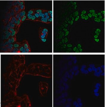 Anti-dimethyl-Histone H3 (Lys4) Antibody, Alexa Fluor&#8482; 488 conjugate from rabbit, ALEXA FLUOR&#8482; 488