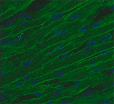 Anticuerpo anti-integrina &#946;1D, dominio CT citoplásmico, clon 2B1 clone 2B1, Chemicon&#174;, from mouse