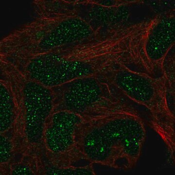 Anti-TRMT11 antibody produced in rabbit Prestige Antibodies&#174; Powered by Atlas Antibodies, affinity isolated antibody