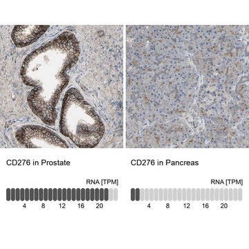 抗CD276抗体 ウサギ宿主抗体 Ab1, Prestige Antibodies&#174; Powered by Atlas Antibodies, affinity isolated antibody, buffered aqueous glycerol solution