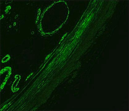 抗小鼠IgG（Fc特异性）–FITC 山羊抗 affinity isolated antibody, buffered aqueous solution