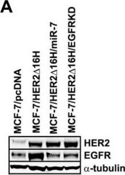 Anticorpo anti-&#945;-tubulina, clone DM1A clone DM1A, Upstate&#174;, from mouse