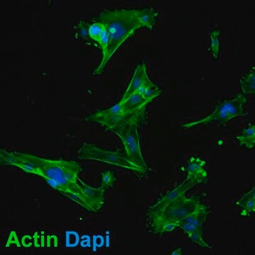 Lignée cellulaire MCA205 de fibrosarcome de souris MCA205 mouse fibrosarcoma cell line is an excellent model for studying immune response to tumor cells and the development of targeted cancer immunotherapies.