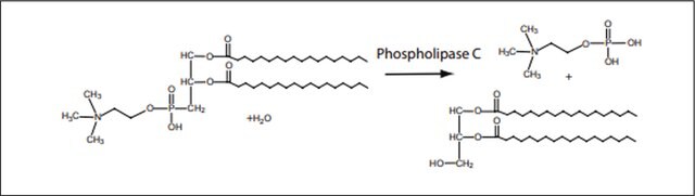 磷脂酶C 来源于产气荚膜梭菌（韦氏梭菌） Type XIV, lyophilized powder, &#8805;150&#160;units/mg protein