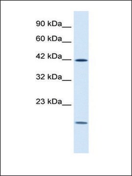 Anti-USF1 (AB2) antibody produced in rabbit IgG fraction of antiserum