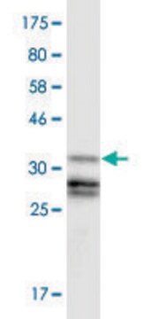 Monoclonal Anti-GLI3, (N-terminal) antibody produced in mouse clone 1H7, purified immunoglobulin, buffered aqueous solution