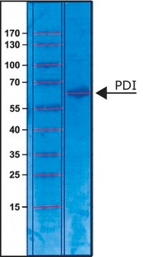 蛋白质二硫化异构酶 来源于牛肝脏 &#8805;100&#160;units/mg protein, lyophilized powder