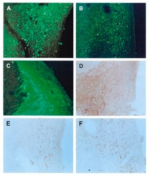 Anti-Enkephalin Antibody, clone NOC1 culture supernatant, clone NOC1, Chemicon&#174;