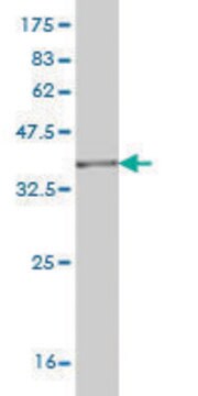 Monoclonal Anti-RNPEP antibody produced in mouse clone 4E1, purified immunoglobulin, buffered aqueous solution