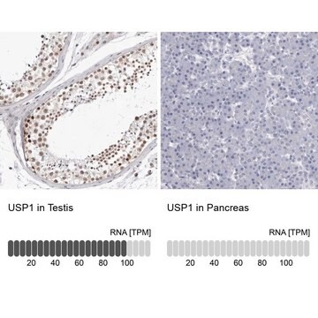 Anti-USP1 antibody produced in rabbit Prestige Antibodies&#174; Powered by Atlas Antibodies, affinity isolated antibody, buffered aqueous glycerol solution