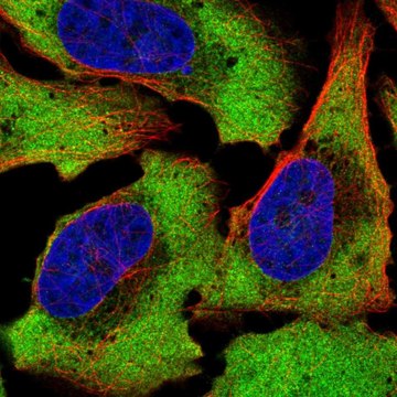 Anti-ATXN2L antibody produced in rabbit Prestige Antibodies&#174; Powered by Atlas Antibodies, affinity isolated antibody