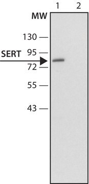 抗セロトニントランスポーター (N-末端) ウサギ宿主抗体 ~1.5&#160;mg/mL, affinity isolated antibody, buffered aqueous solution