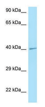 Anti-IL3RA (C-terminal) antibody produced in rabbit affinity isolated antibody