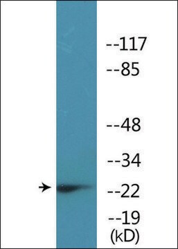 Anti-phospho-FADD (pSer191) antibody produced in rabbit affinity isolated antibody