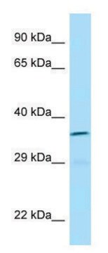 Anti-ICOSLG (C-terminal) antibody produced in rabbit affinity isolated antibody