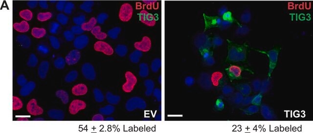 单克隆抗-BrdU 小鼠抗 clone BU-33, ascites fluid, Immunohistology Grade