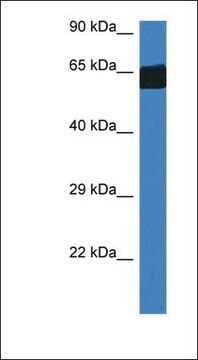 Anti-FMO3 antibody produced in rabbit affinity isolated antibody