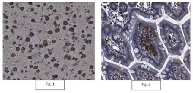 Anti-p47-phox Antibody from rabbit, purified by affinity chromatography