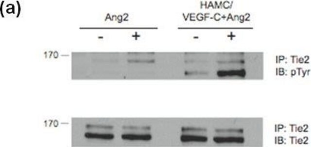 Anti-Phosphotyrosine Antibody, clone 4G10&#174; clone 4G10®, Upstate&#174;, from mouse