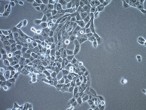 Plattenepithelzellkarzinom-Zelllinie UM-SCC-1 UM-SCC-1 is a unique human head and neck squamous cell carcinoma (HNSCC) cell line isolated from a tumor located on the floor of the mouth of a male patient and is a suitable in vitro model of H&amp;N carcinoma studies.