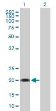 Anti-SELS, (N-terminal) antibody produced in mouse purified immunoglobulin, buffered aqueous solution