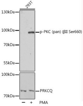 Anti-Phospho-PKC (pan) (&#946;II Ser660) antibody produced in rabbit