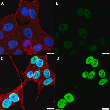 Anti-Ac-Histone H3(Lys27) Antibody, clone 1H7 ZooMAb&#174; Rabbit Monoclonal recombinant, expressed in HEK 293 cells