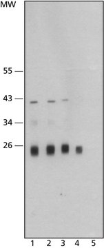 モノクローナル抗カテプシンL抗体 マウス宿主抗体 clone CPL33/1, purified from hybridoma cell culture