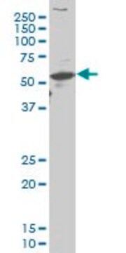 Monoclonal Anti-ARX antibody produced in mouse clone 4A8, purified immunoglobulin, buffered aqueous solution