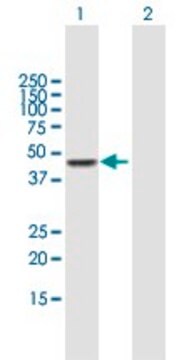 Anti-CPA3 antibody produced in mouse purified immunoglobulin, buffered aqueous solution