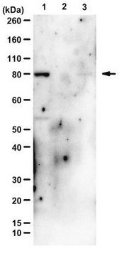 Przeciwciało przeciw kinazie PI3, p85 from rabbit, purified by affinity chromatography