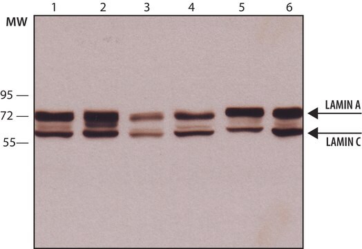 モノクローナル抗-ラミンA/C マウス宿主抗体 clone 4C11, purified from hybridoma cell culture