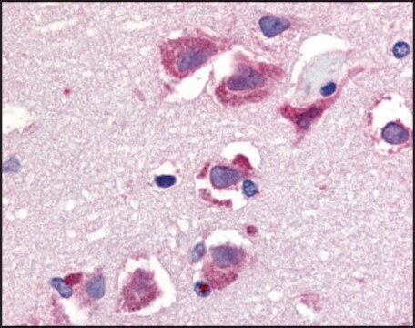 Anti-Trail antibody produced in rabbit IgG fraction of antiserum, buffered aqueous solution