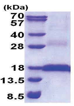 CD3E human recombinant, expressed in E. coli, &#8805;90% (SDS-PAGE)